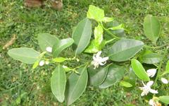 Citrus deliciosa