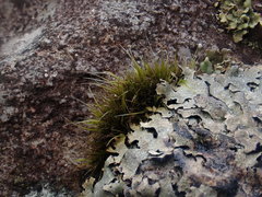 Campylopus atrovirens