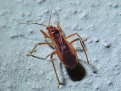 Saicinae