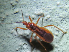 Saicinae