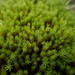 Bog Haircap Moss - Photo (c) Calum McLennan, some rights reserved (CC BY-NC), uploaded by Calum McLennan