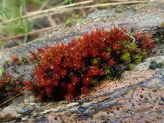 Imbribryum alpinum