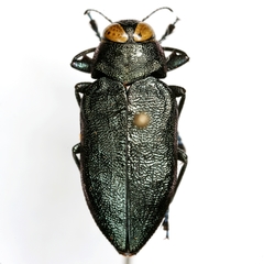 Actenodes simi