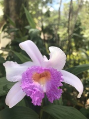 Sobralia cardosoi