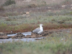 Larus michahellis
