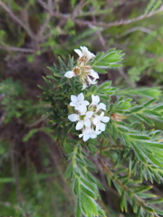 Euchaetis schlechteri