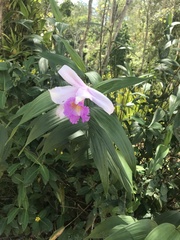 Sobralia cardosoi