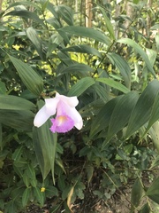 Sobralia cardosoi