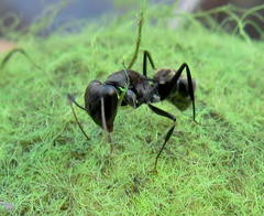 Camponotus cinctellus