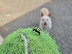 Camponotus cinctellus