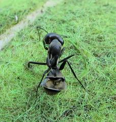 Camponotus cinctellus