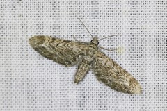 Eupithecia nanata