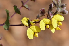 Aspalathus perfoliata