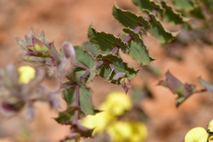 Aspalathus perfoliata