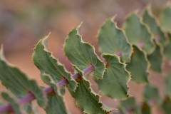 Aspalathus perfoliata