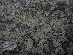 Lecanora intricata