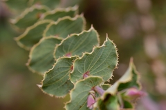 Aspalathus perfoliata