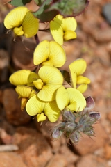 Aspalathus perfoliata