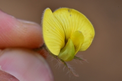 Aspalathus perfoliata