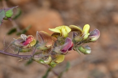 Aspalathus perfoliata