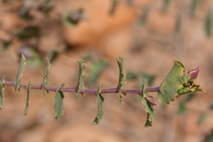 Aspalathus perfoliata
