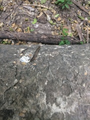 Arthrorhabdus pygmaeus