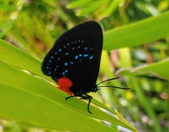 Eumaeus atala