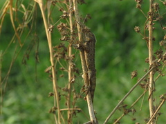 Calotes versicolor