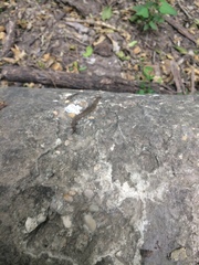 Arthrorhabdus pygmaeus