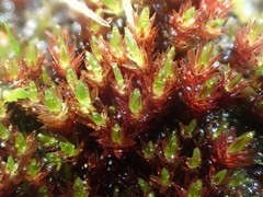 Imbribryum alpinum