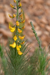 Lebeckia sepiaria