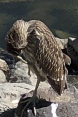 Nycticorax nycticorax