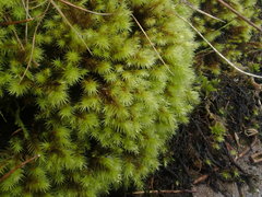 Breutelia chrysocoma