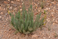 Lebeckia sepiaria