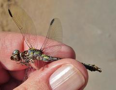 Paragomphus cognatus