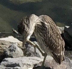 Nycticorax nycticorax