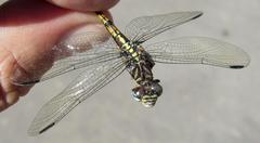 Paragomphus cognatus