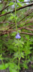 Salvia tehuacana