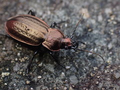 Carabus arvensis