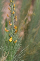 Lebeckia sepiaria