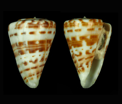 Conus advertex