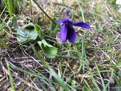 Viola odorata