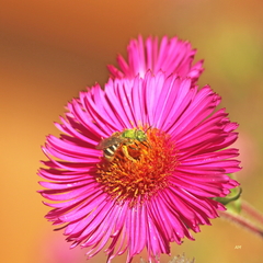 Agapostemon virescens