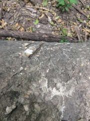 Arthrorhabdus pygmaeus