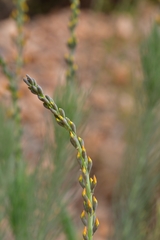 Lebeckia sepiaria