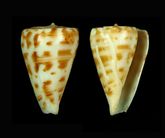 Conus advertex