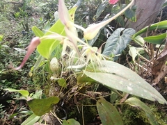 Pleurothallis phalangifera