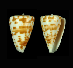 Conus advertex