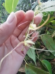 Pleurothallis phalangifera