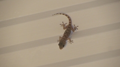 Tarentola mauritanica